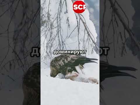 Кто победит большие сильные или маленькие и ловкие #животные #птицы #батл # #факты #мемы