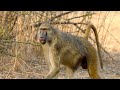 Social Dynamics in Animal Troops