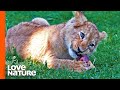 Lion Cub Spotty Dines on Impala for the First Time | Love Nature