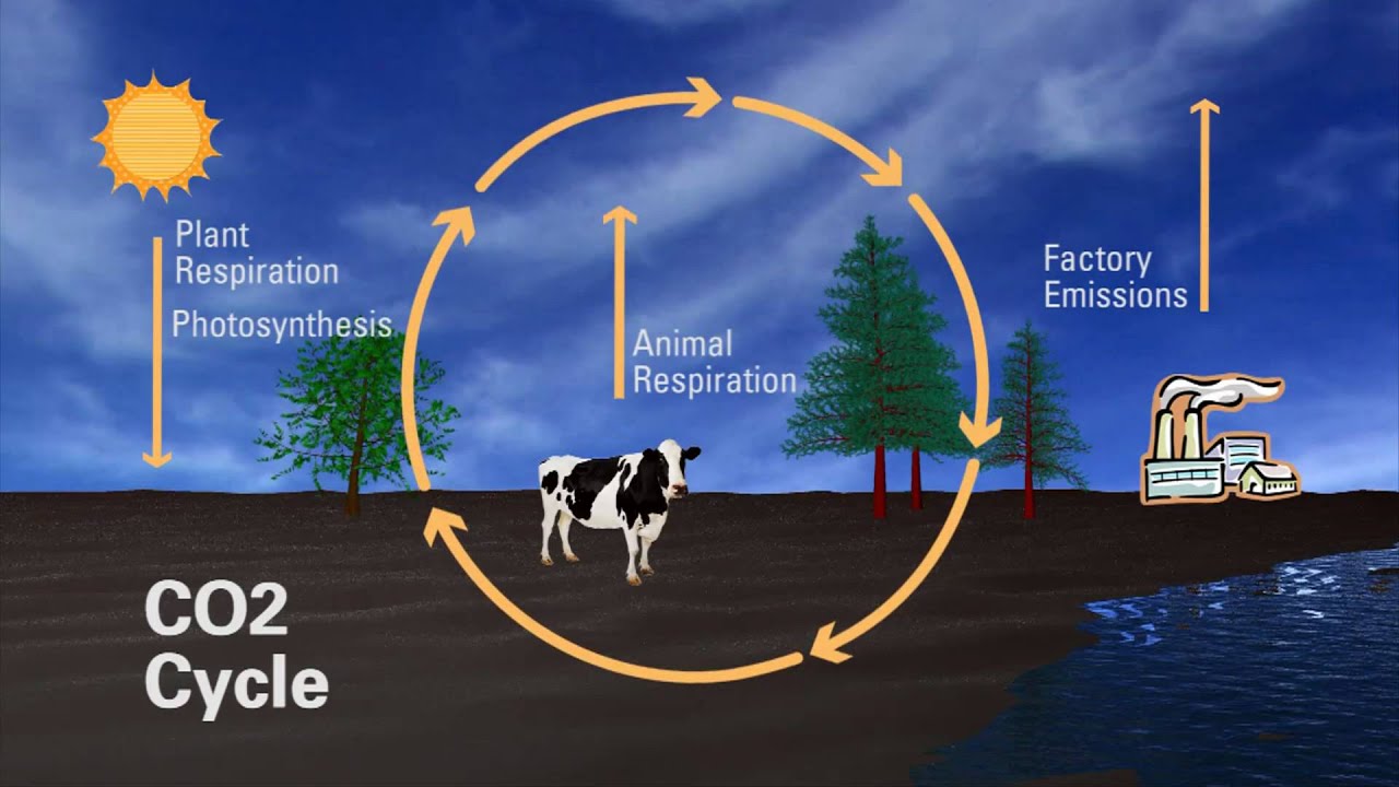 What is Carbon? - YouTube the nitrogen cycle diagram 