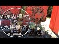 【100均でできる】多肉植物の水耕栽培【藤森蓮】