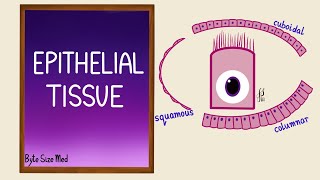 Epithelial Tissue | Epithelial cells | Classification | Histology
