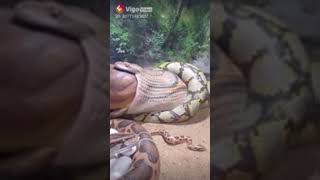 Anaconda Tragándose Algo Extraño En Frente De Una Persona😨😱🤯