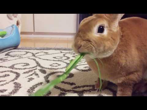 [咀嚼音] ASMR 今日のぽんたんうさぎの咀嚼音 | Eating sound of Pontan Rabbit today