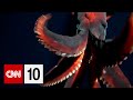 Rare deep-sea squid captured on video
