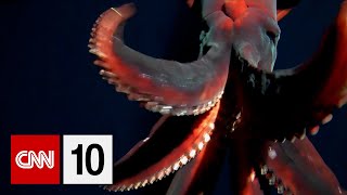 Rare deepsea squid captured on video