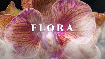 FLORA 2024 vídeo extendido