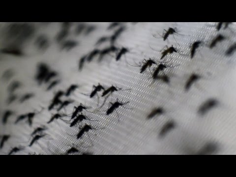 Video: Zika Rash: Symtom, Behandling Och Mer