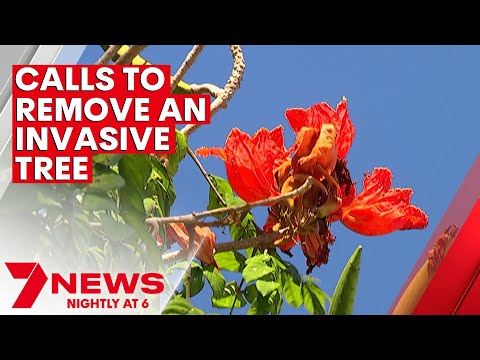Video: What Is An African Tulip Tree - Lär dig om vård av afrikanska tulpanträd