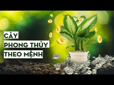 Cây phong thủy theo mệnh mang lại tài lộc | Luxd.vn