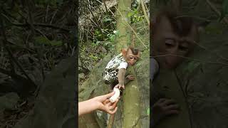Lambo monkey#animals #monkey #monkeys #cute #funny #monkeybaby #monkeylife #shortvideo