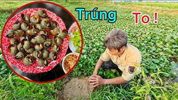 Buổi Cắm Câu Ếch Bất Ổn Và Bữa Ốc Nhồi Hấp Xả | HUY ANH TV