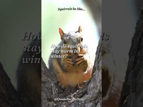 Video: Veverițele mănâncă aconit de iarnă?