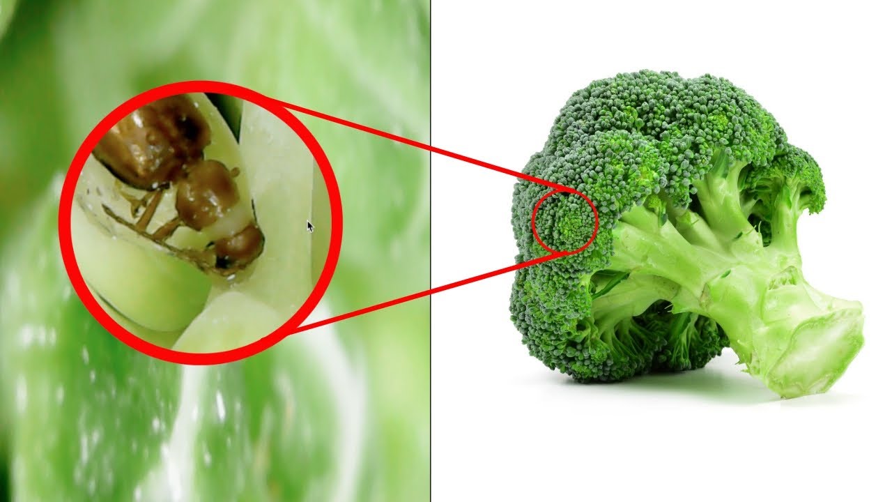 gross-i-looked-into-a-microscope-and-found-bugs-always-wash-fruits