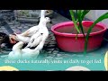 BIRDS AT VILLA SYNERGY = RAJAT SYNERGY