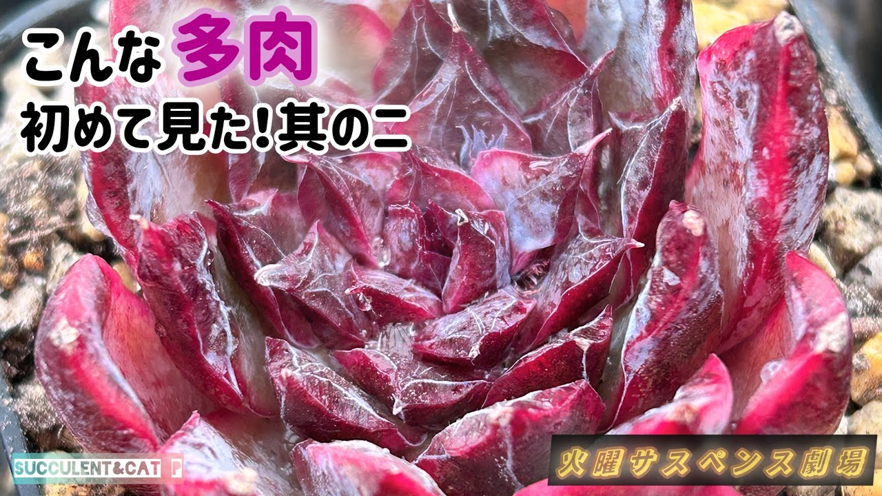 Succulents] Unique succulents and the tweezers I'm glad I bought