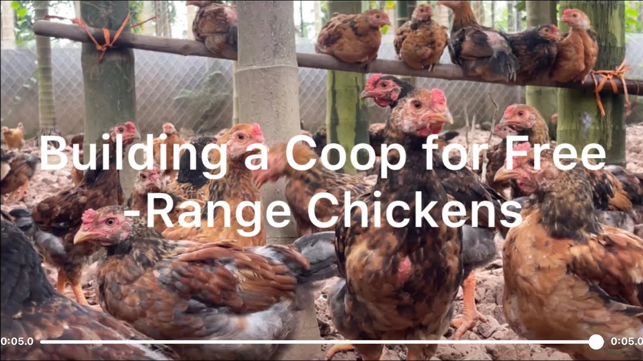 Building a Coop for Free-Range Chickens 