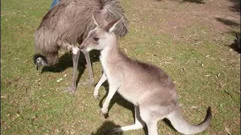 The Australian Reptile Park, Kangaroos!