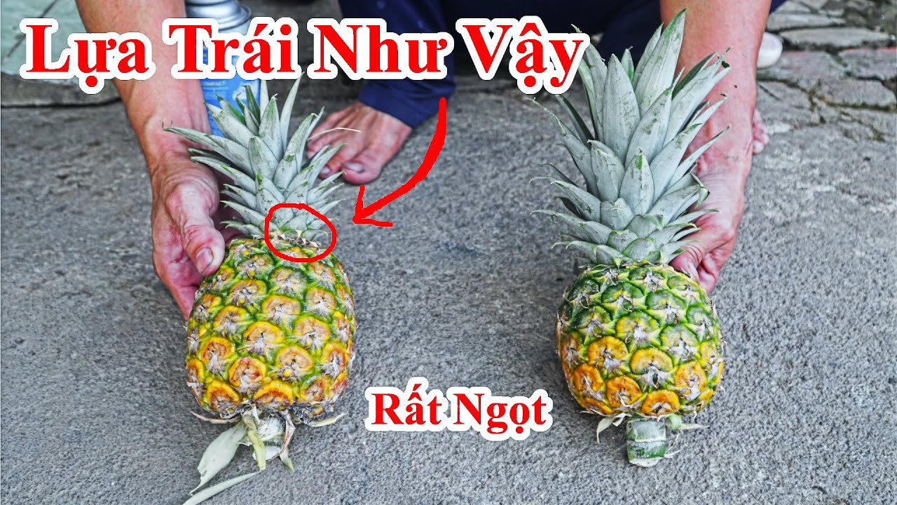 Nếu Gặp Trái Thơm ( Dứa ) Như Thế Này Thì 100% Ăn Ngọt Như Mật / Cách Phân Biệt Trái Khóm Ngọt Nhạt