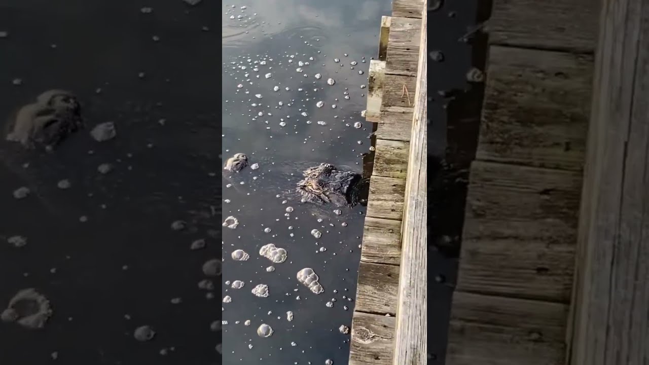 Alligator Creeping Under A Bridge On Golf Course Fyp Scary Satisfying Nature