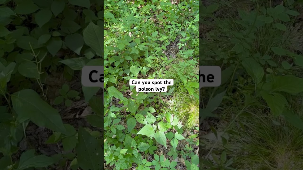 Can you spot the poison ivy? - YouTube