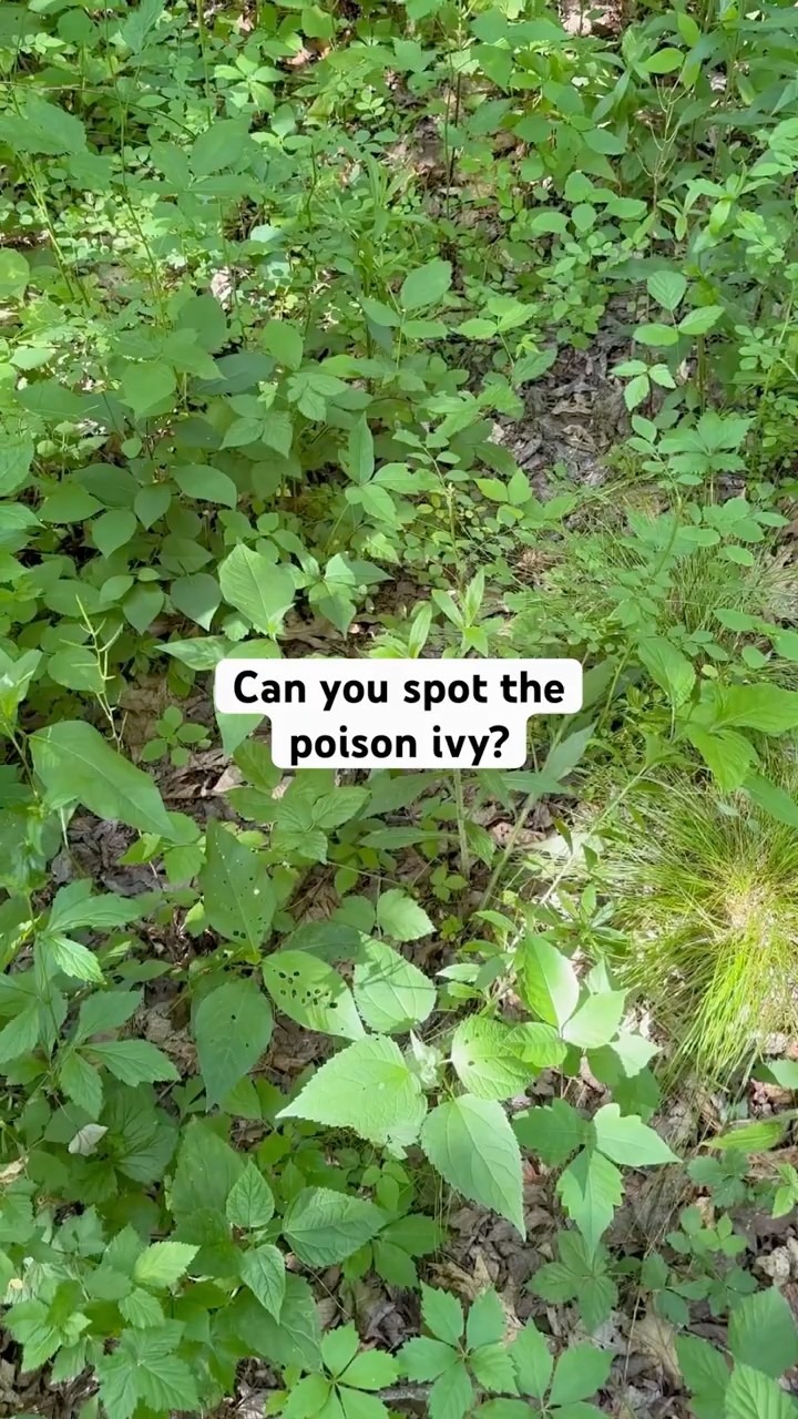 Can you spot the poison ivy? - YouTube