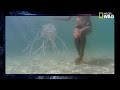 La méduse-boîte | L'animal le plus dangereux du monde