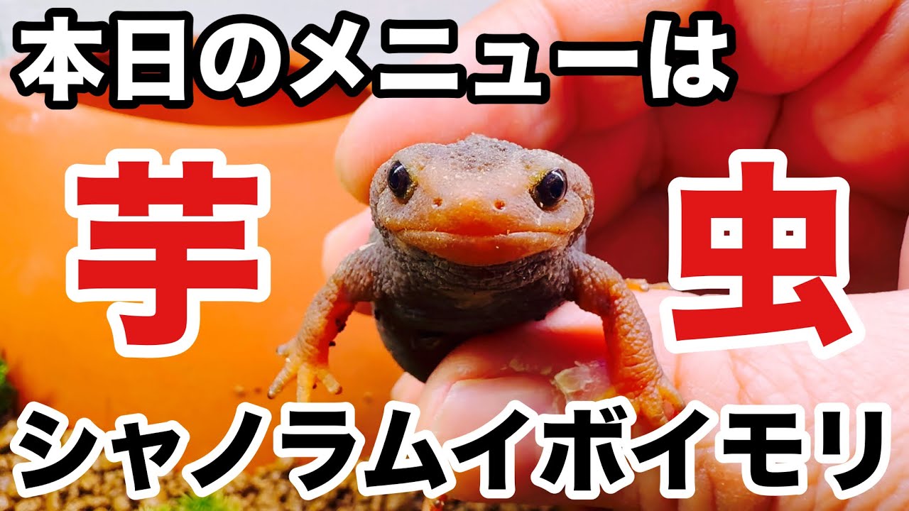 シャノラムイボイモリのご飯タイム? - YouTube