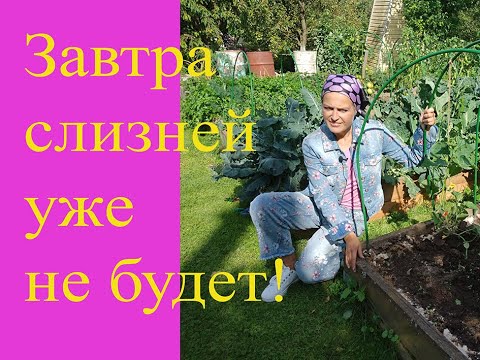 Слизни в огороде: как бороться
