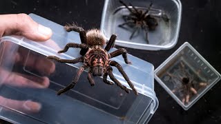 Przełożyć trzeba    Xenesthis, Theraphosa, Phormictopus