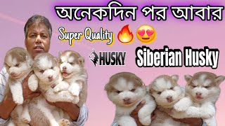 SUPER QUALITY BLUE EYES SIBERIAN HUSKY AVAILABLE AT REASONABLE PRICES   ONLY 'SOMNATH DOG HOUSE'