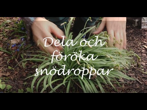 Video: Hur Man Placerar Primula - Snödroppar I Trädgården