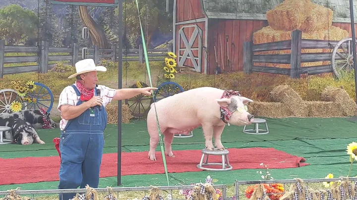 pork chop Revue/ piggy show