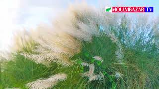 কাশবন, রায়শ্রী, মৌলভীবাজার | মৌলভীবাজার টিভি | Moulvibazar TV
