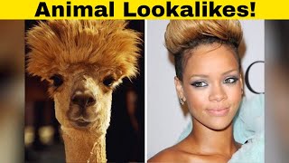 Celebrity Hilarious Examples Of Animals That Look Like Celebs! Net Worth