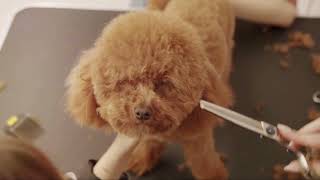 Poodle Fun Facts Discovering The Quirky Side Of These Intelligent Dogs
