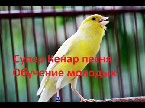 Пение канарейки Певчий кенар Как поет канарейка обучение