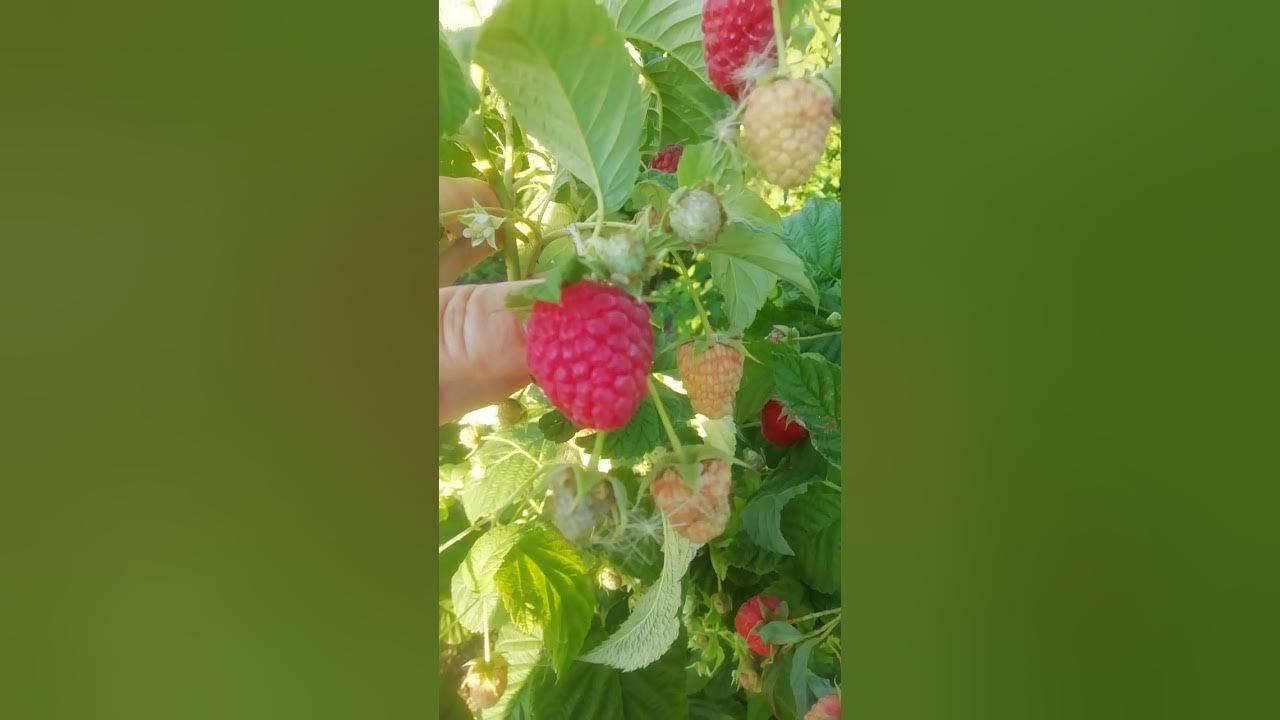Малина маргарита описание сорта фото отзывы