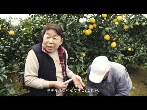 宮崎県新富町の野菜・フルーツ、ふるさと納税