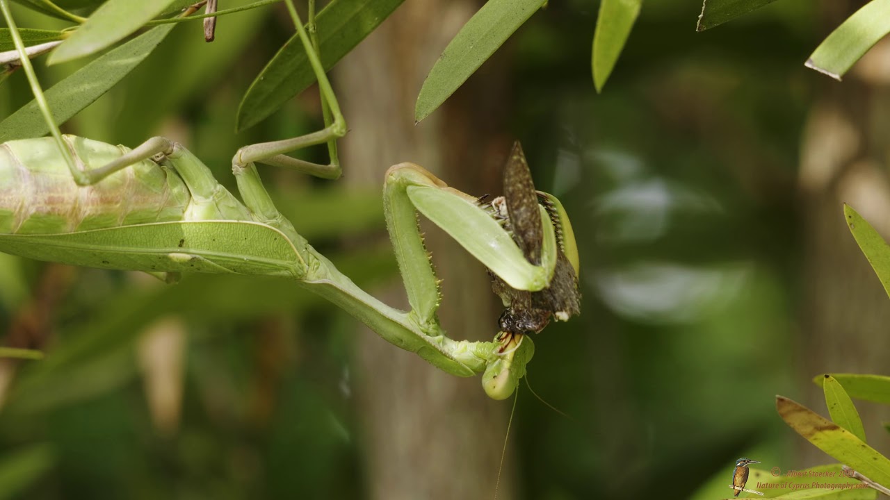 Afrikanische Riesengottesanbeterin, die Kanibalin - giant African mantis – Sphodromantis viridis
