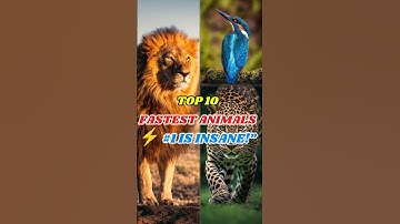 Top 10 Fastest Animals in the World Ranked! #FastestAnimals #WildlifeFacts #CheetahSpeed #NatureSh