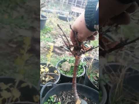 Video: Jaboticaba Tree Info - Cum să crești pomi fructiferi Jaboticaba