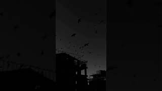 Anlamlı Sözler Kısa Paylaşım Güzel Sözler Whatsapp Durum Video