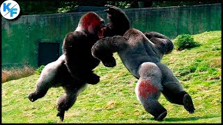 Гигантская горилла в деле. На что способны гориллы в ярости. Приматы, с которыми лучше не шутить.