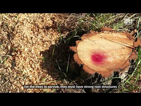ელდარის ფიჭვი თბილისში კვდება / Eldar pine trees are dying in Tbilisi