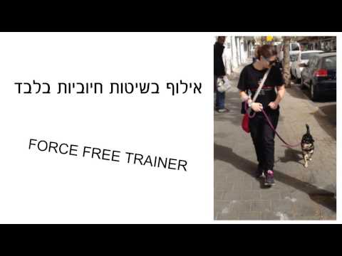 וִידֵאוֹ: כיבים בבטן ובמעיים בכלבים