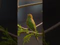 Bee-Eater in Frame | Video Portrait in Natural Light | Canon R6 Mark II + 800mm