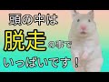 天才!!『今から脱走するからちゃんと見ててね!!』脱走のプロ、ハムスターを侮ってはいけない‼