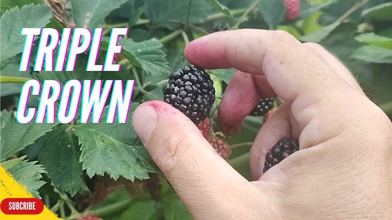 Jedan Dan U Branju Kupina / One Day of Blackberry Picking - TRIPLE CROWN