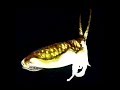 Cuttlefish imitating horns by night  seiche imitant des cornes durant la nuit